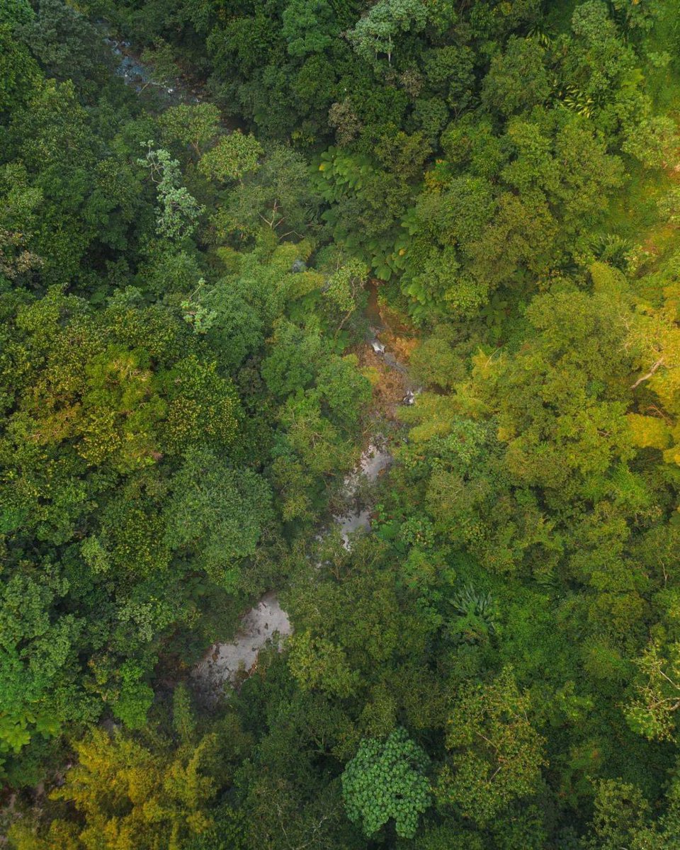 SaintLuciaUK's tweet photo. Located in the heart of the island, the Millet Bird Sanctuary is a haven for bird life. 🍃🦜💚 It's home to 30 species with five endemic species, including the island's national bird - the Saint Lucia parrot. 

📸 @shawnmichael758

#SaintLucia #LetHerInspireYou https://t.co/QMfCkzCewR