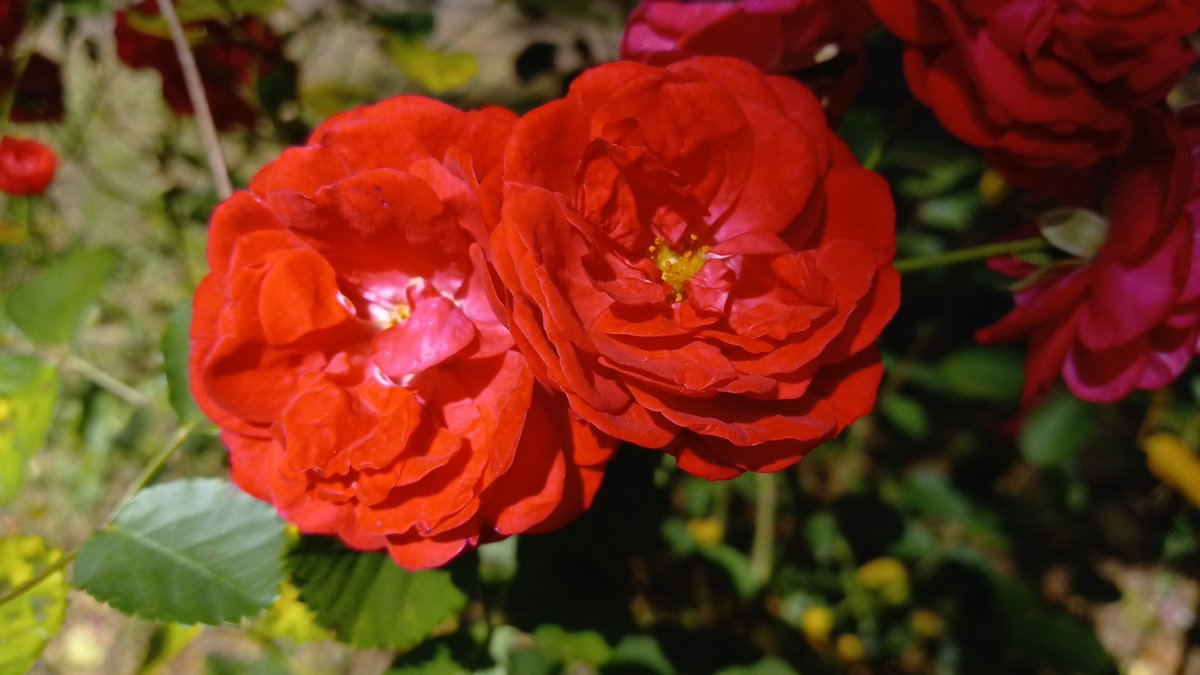 Silta 🔜 FWA on Twitter "Also my flowers are blooming 💐"