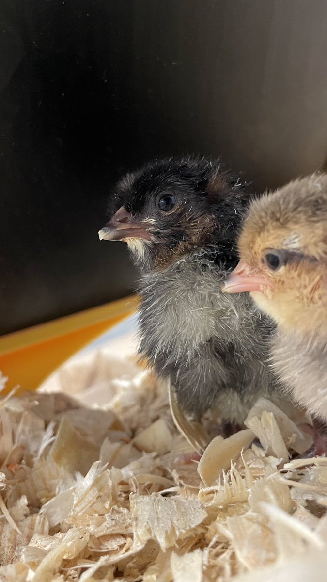 4/5 <a href="/RLC_CoLab/">Rosa Lee Carter CoLab</a> chicks have hatched!  These two fluffy buddies are waiting for their egg-mates to join them in the brooder.