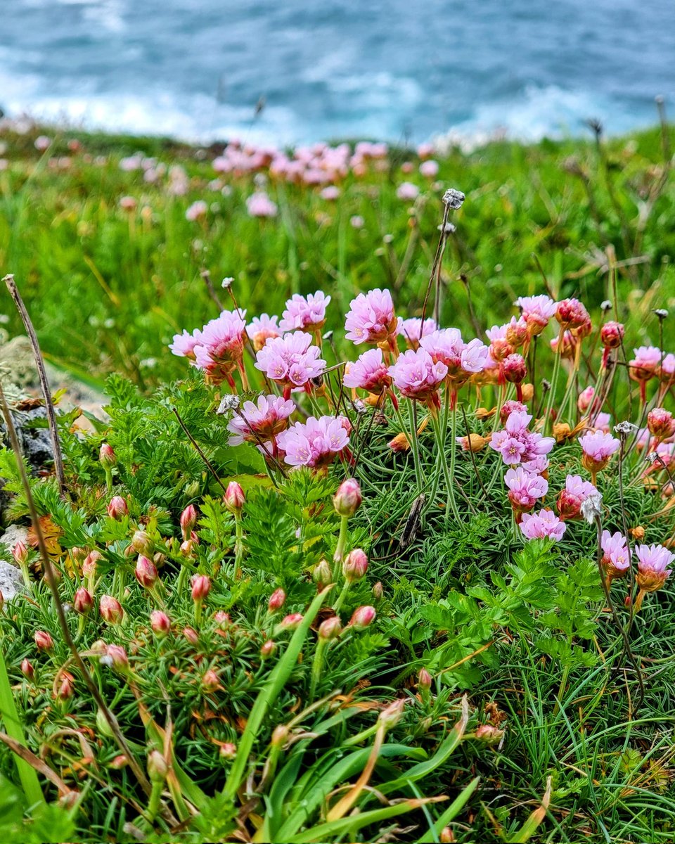 Happy Beltane 🌸 

#sea #ocean #seapinks #beltane #mayday #pink #trevose #nationaltrustsouthwest #landscapephotography #raw_uk #raw_landscape