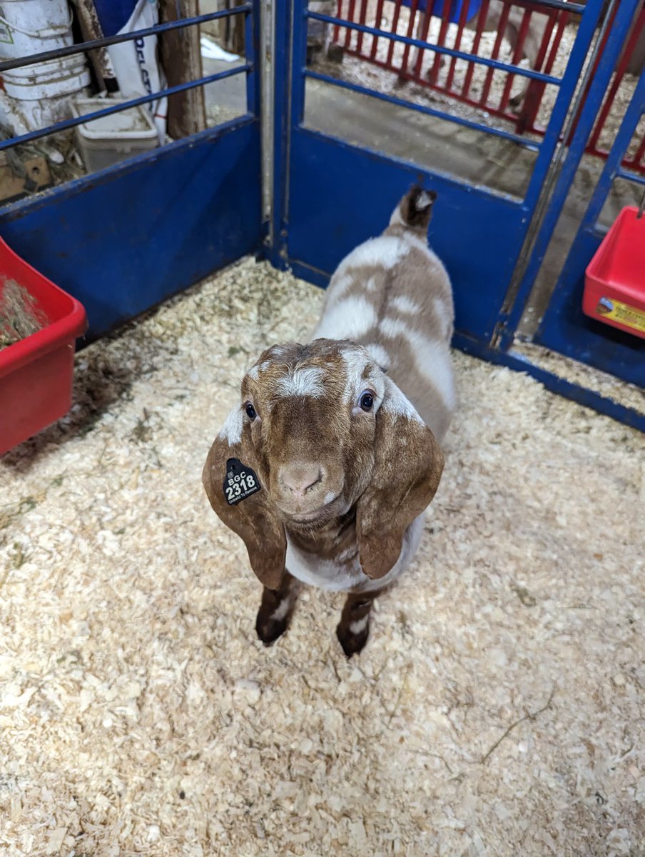 Kelsey :) (@boilerupkyounce) on Twitter photo Added a new little girl to my herd Saturday & couldn't be more excited for the future! ๐ฅฐ๐โค๏ธ #BGCGladys Added a new little girl to my herd Saturday & couldn't be more excited for the future! ๐ฅฐ๐โค๏ธ #BGCGladys