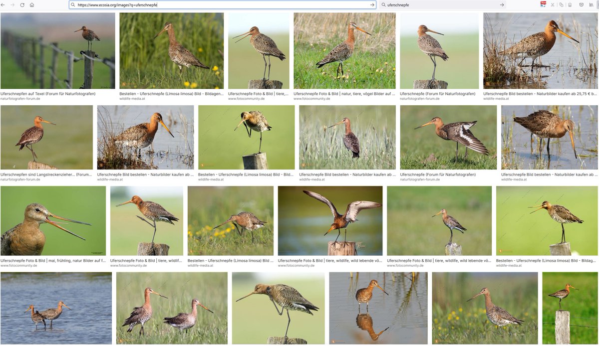 "WIESENbrüter"-Rückgang in Bayern. Bald stirbt sie aus. Wieviele von diesen Uferschnepfen hier sitzen auf WEIDEzaunpfosten?
Warum nennen wir sie nicht wie die Holländer Weidevogels? Das lässt eher an optimale Besatzstärke denken als an einen vermeintlich optimalen Mahdtermin.
