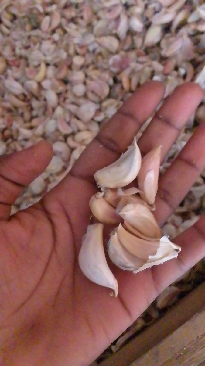 VeratheIron's tweet photo. New in stock 
Improved garlic seeds @ 450 per kg

in our Nyeri branch, delivery also available county wide. 

Visit us today: kiawara nyeri https://t.co/qk0bBYeBcW