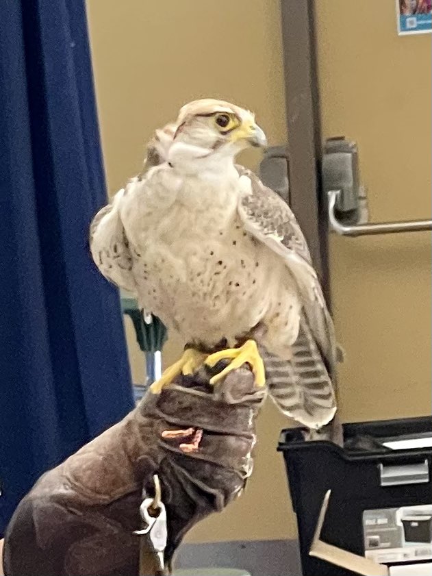 Rebecca Campbell, NBCT tweet media