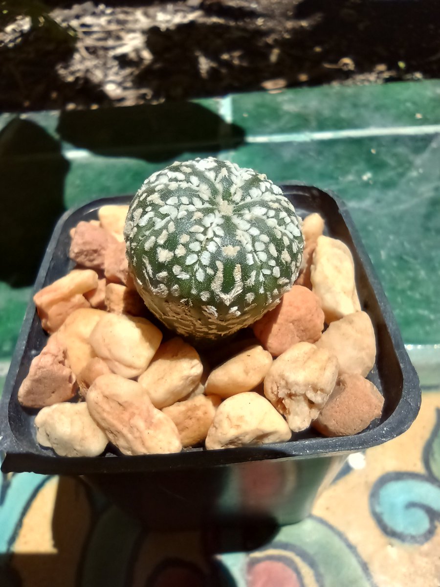DeoxysIndigo's tweet photo. Astrophytum asterias V-type.
That V shaped markings is what gives it its name :)

I'm hoping to get a super kabuto or akabana next! https://t.co/Nd4Z8x1n3h