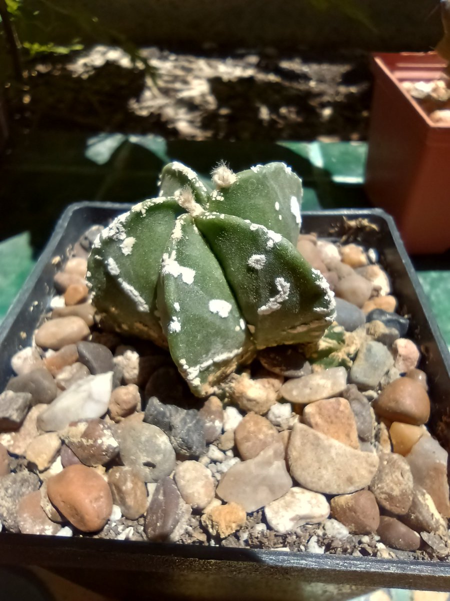 DeoxysIndigo's tweet photo. Astrophytum myriostigma hakun
This one came with pups! 😁 https://t.co/Nbv57xQd5E
