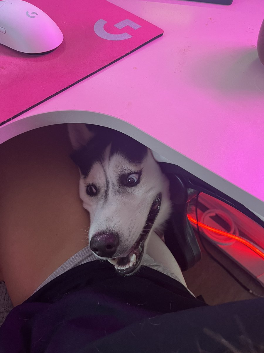 Hay_den3's tweet photo. Trying to puppy sit a husky while streaming=chaos https://t.co/Qj7S4541tl