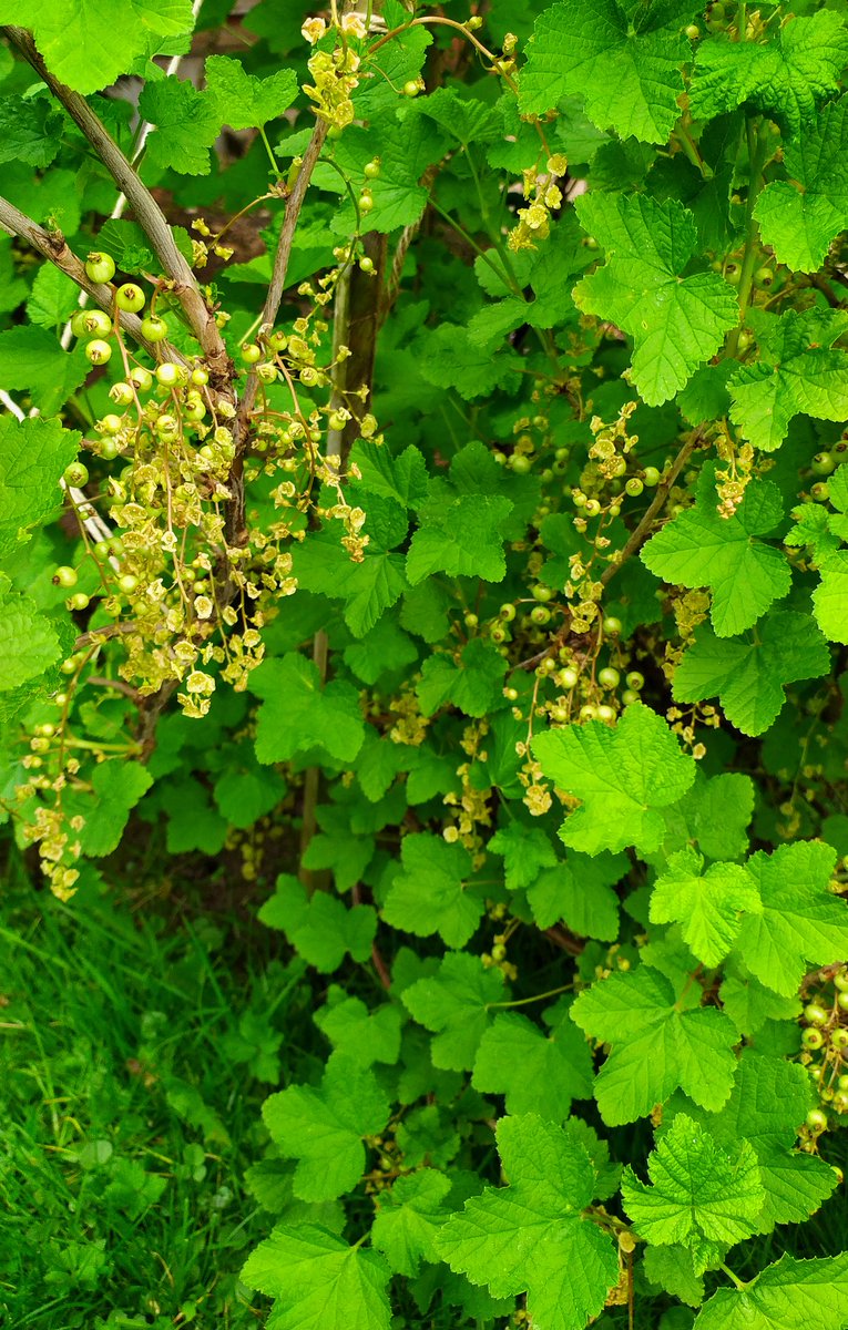 Possibly my favourite berry! 
They're ripe and ready to eat earlier than most fruit 🌱

They grow well in most areas of the garden and produce enough fruit for me and the birds to both get our fill ☺️ #GardensHour