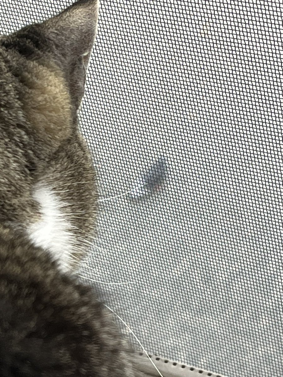 Yogi wants the pigeon 😹 #CatsOfTwitter #SpringLife