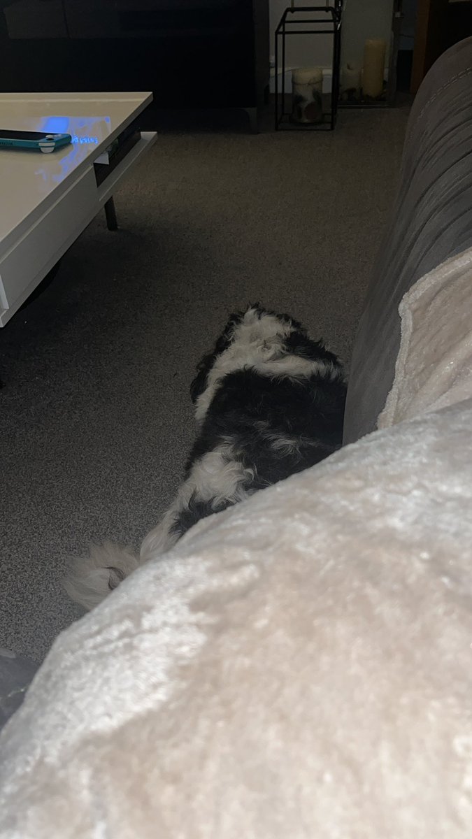 jrdnngrhm's tweet photo. My beautiful baby doggy🥹❤️ https://t.co/gsWHfVzhy6
