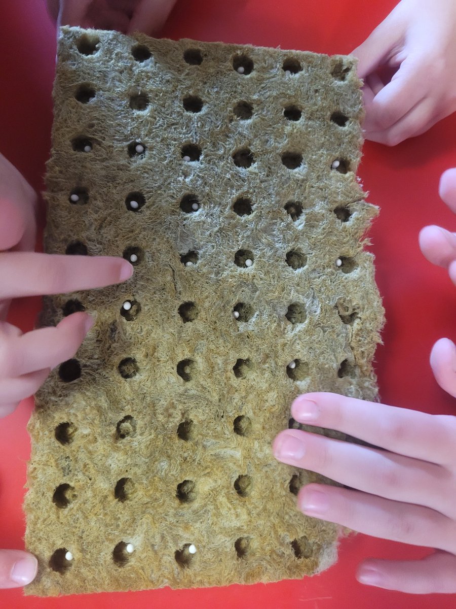 Can you feel the excitement in the air! The STEAM LAB is starting hydroponics with Flex Farm! Today, 3rd graders were stating planting Green Star Lettuce seeds in the rockwool. Thank you to MassCue Classroom Grant for helping make this possible! @TuffyTigers @MassCUE @ForkFarms