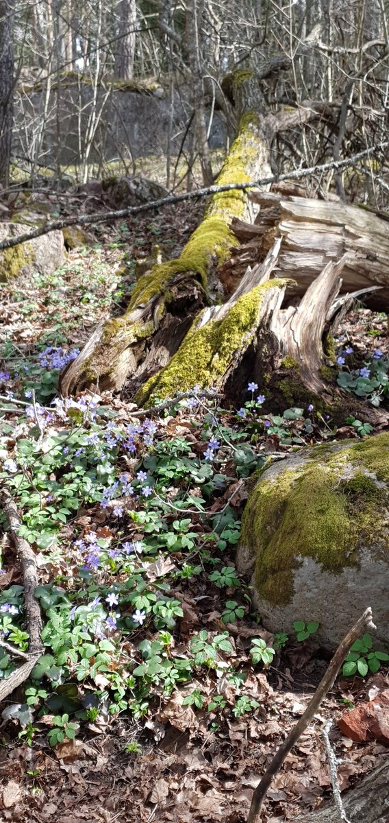 Kyllä ei ole #vappu tai juhlija entisensä, kun piknikin Vartiovuorella korvasi aamutee pihatuolissa pipo korvilla, vappupromenadin sauvakävely järven ympäri ja pakollinen vapputwiittikin meinasi jäädä lähettämättä. Vappukukat ja -sää sentään perinteiset 🤷🏼‍♀️🌼🌦🎈