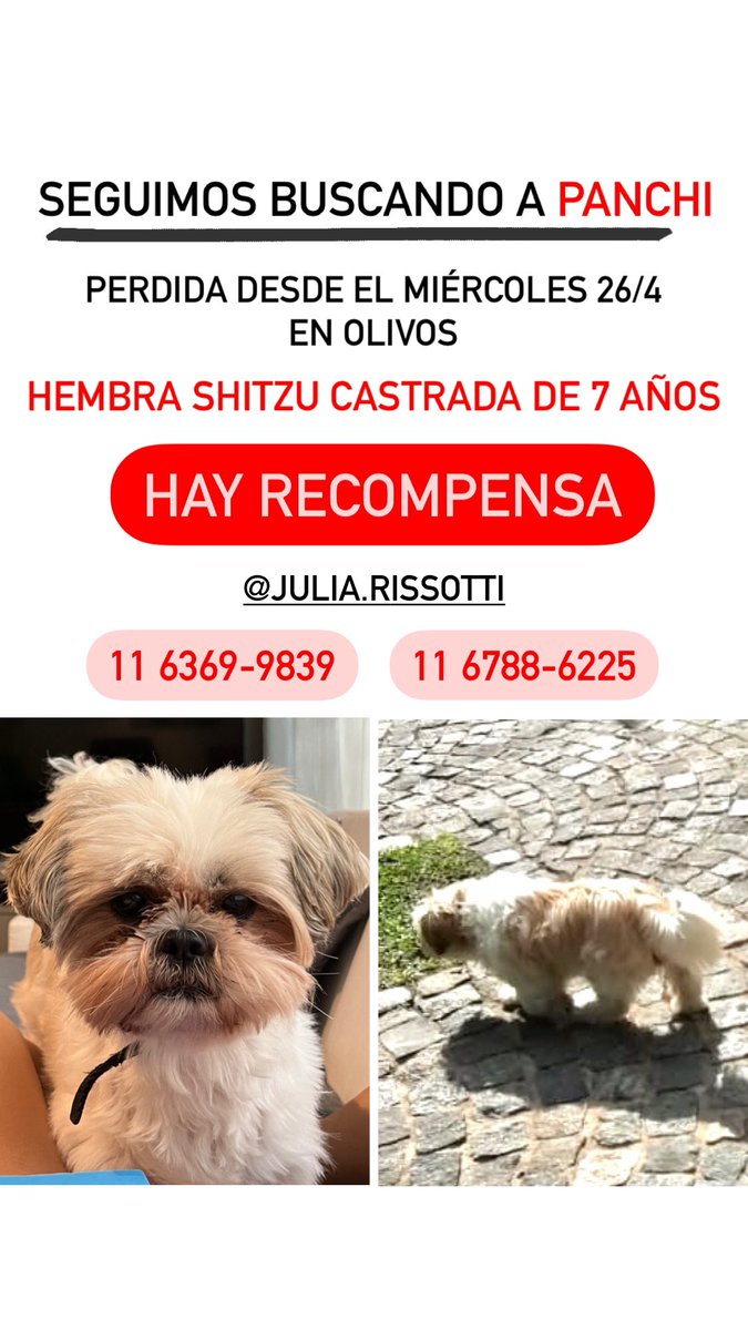 jurissotti's tweet image. Estoy buscando a PANCHI. Mi perra hembra, shitzu, castrada, 7 años. No sabemos si se la quedo alguien y la retiene o para venderla. Por favor cualquier dato nos sirve🙏🏽

Aunque se perdió en Olivos ya puede estar por cualquier zona. Si lo pueden difundir seria de gran ayuda.