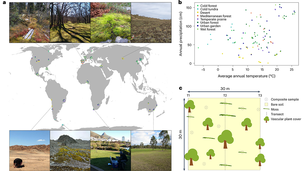 NaturePortfolio's tweet photo. Mosses potentially support around 6.43 gigatonnes more carbon sequestration in the soil layer than bare soil, according to a paper in @NatureGeosci. The findings highlight the need to protect these tiny plants. https://t.co/iR3HBJw988 https://t.co/pSLetT57MU