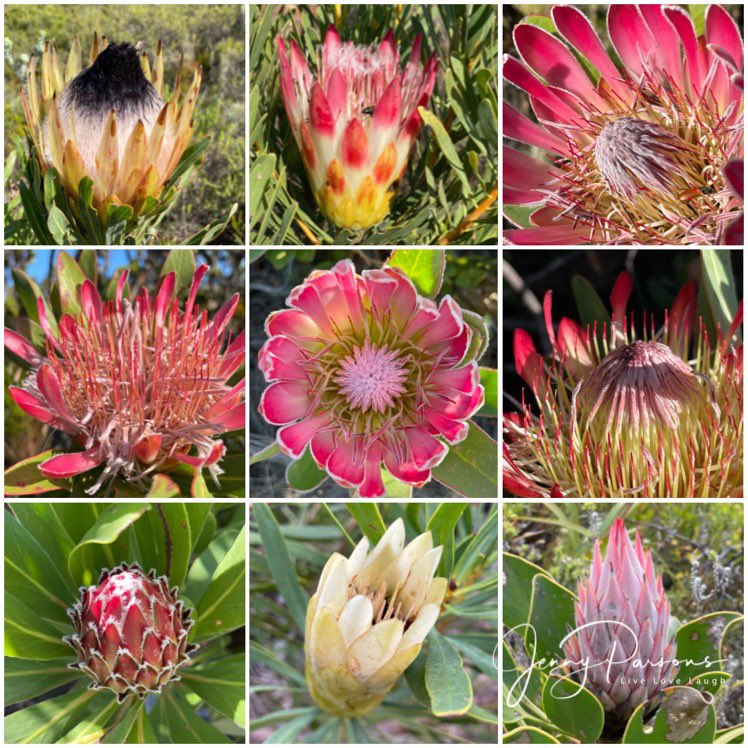 JennyPaPB's tweet photo. City Nature Challenge 2023 done & dusted. Fynbos biodiversity is simply amazing. So much to see, too little time! Some protea species seen over the last 4 bioblitz days
#citynaturechallenge #biodiversity #bioblitz #fynbos #crewcitsciza #botsocsa #pringlebayfynbos #inaturalist https://t.co/FSiNaMlTRX