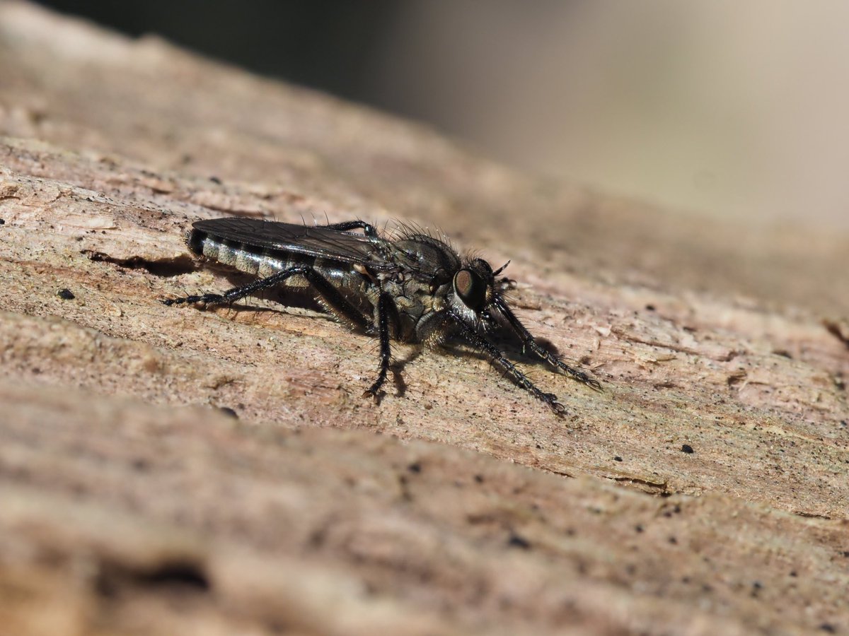 mixaeljones's tweet photo. I think I might have found a Spring Heath Robberfly near to #BroxheadCommon. Sadly, a bit too late for #WorldRobberflyDay! Can anyone confirm the ID?
@SoldierfliesRS https://t.co/1VJYWGIeZY