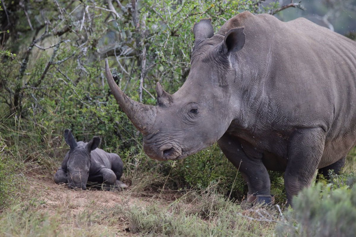 rhisotope's tweet photo. A new calf is always reason to celebrate! How cute is this little calf, spotted by one of the anti-poaching units. She is only two days old! โค๏ธ๐ฅฐ
#BabyRhino #Rhino #NewBaby #AntiPoaching #Cute #AntipoachingUnit #Calf #Monday https://t.co/PeT6D5kcBh