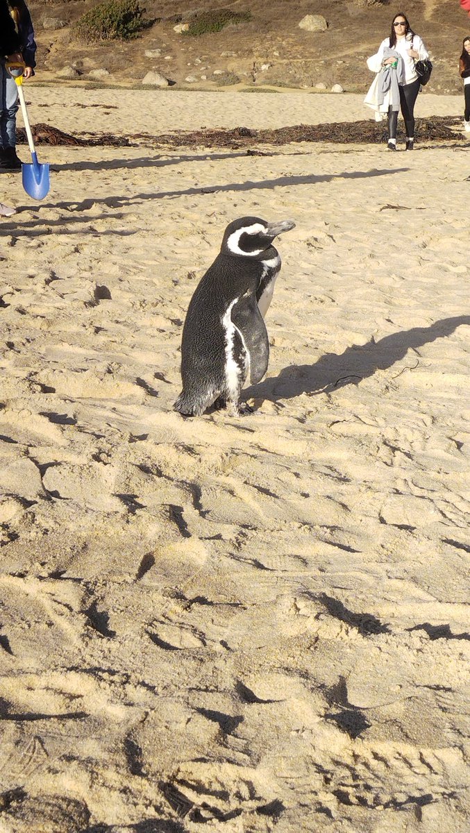 Elitta1601's tweet photo. @sernapesca hay un pingüino
En la playa de la cueva del pirata ...favor rescatar al parecer está enfermo https://t.co/eN8op5Zg56