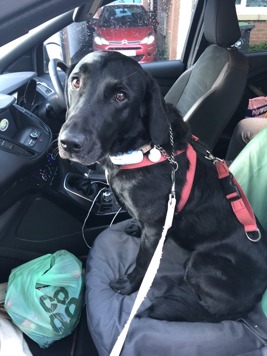 JetBlackLab2019's tweet photo. The Last Beach Trip- A thread ❤️ so we set off 2 Norfolk & Jet sat up front as usual ☺️ she helped me finish my McMuffin 😉 #dogsoftwitter #dogs #labrador #finalhurrah https://t.co/Q1UZO44NPS