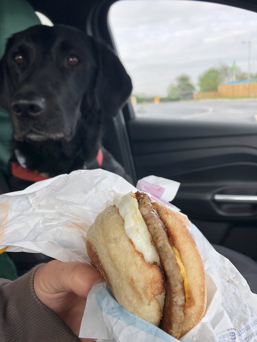 JetBlackLab2019's tweet photo. The Last Beach Trip- A thread ❤️ so we set off 2 Norfolk & Jet sat up front as usual ☺️ she helped me finish my McMuffin 😉 #dogsoftwitter #dogs #labrador #finalhurrah https://t.co/Q1UZO44NPS