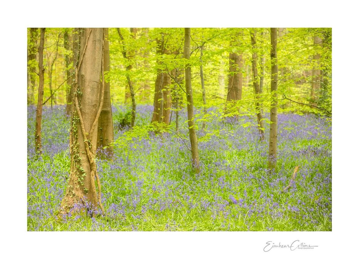 Bluebell Woods 
A fabulous carpet of bluebells up in the woods in Warrenpoint earlier today 
#warrenpoint
#carlingfordlough
#countydown