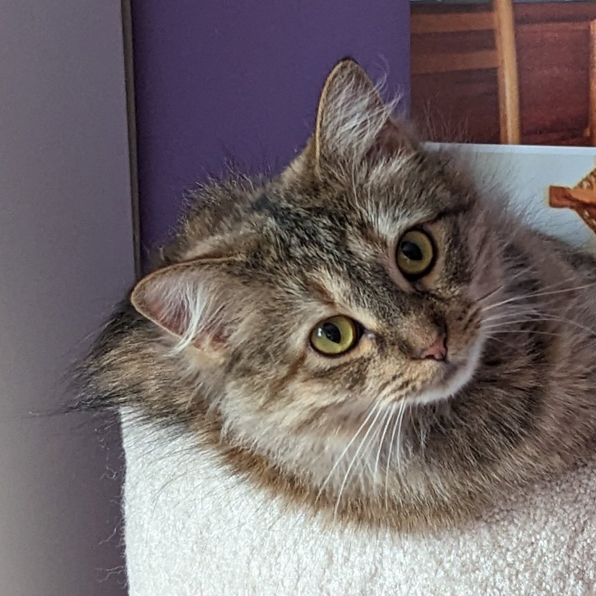 In case I disappear from Twitter, my 
newest phone (9 months old) is not letting me log in, saying my username and password are wrong.  Fortunately, I can still use my old phone except for calls.
Sigh...