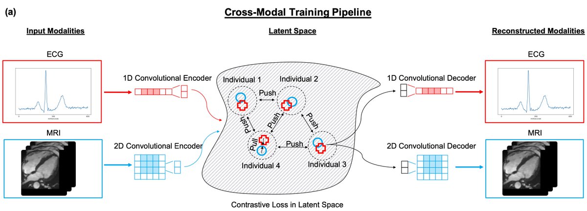 Our ECG + MRI cross-modal auto-encoder framework is out!  We train a model to encode ECGs and MRIs in the same latent space: nature.com/articles/s4146…