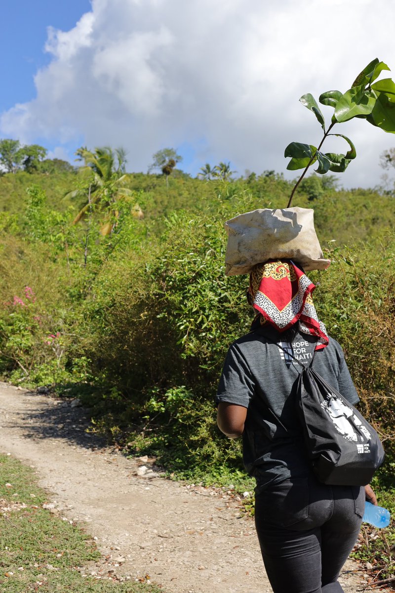 200 of the seedlings were also planted in Marre a Coiffe last week during our team’s #hikeforhaiti (pictured here). Stay tuned for photos of today’s planting! #agricultureday