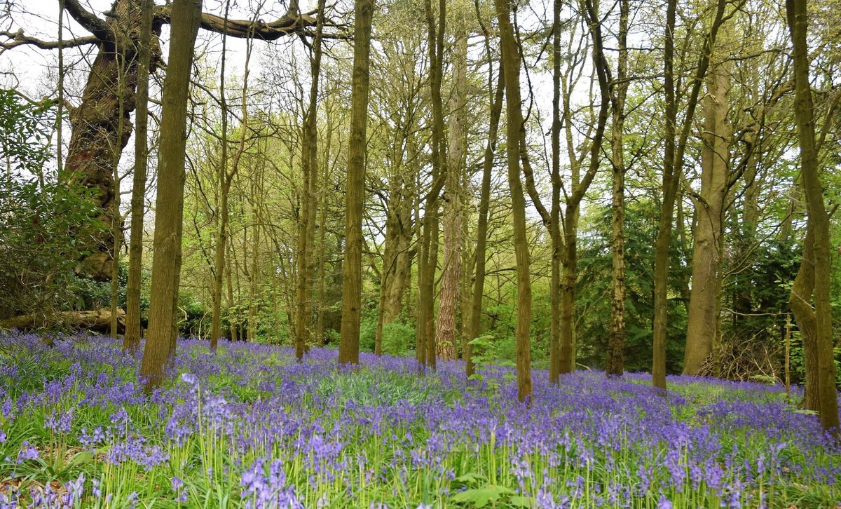 The beautiful #Bluebells in Shipley Wood #Derbyshire ❤️ @Derbyshirecc  @DerbyshireProud 🌳