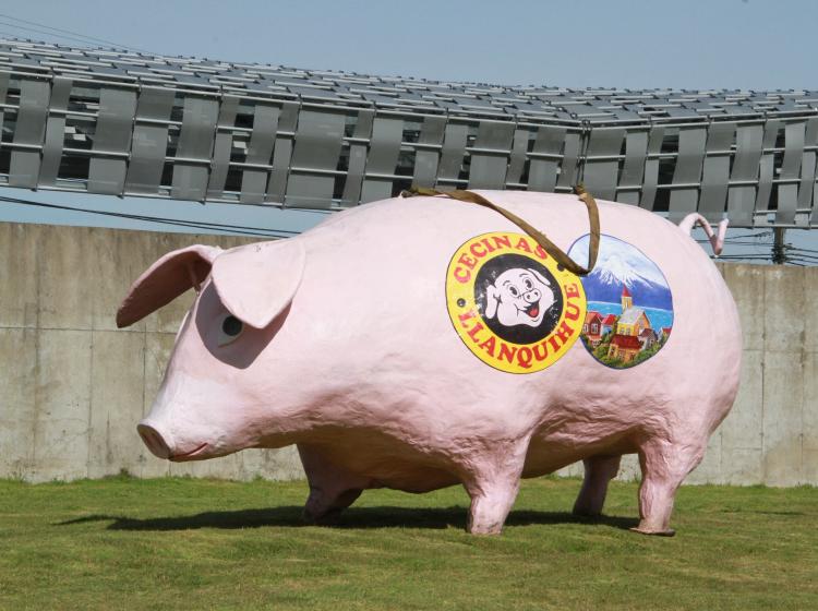 Lorenzismo 🐷 tweet media