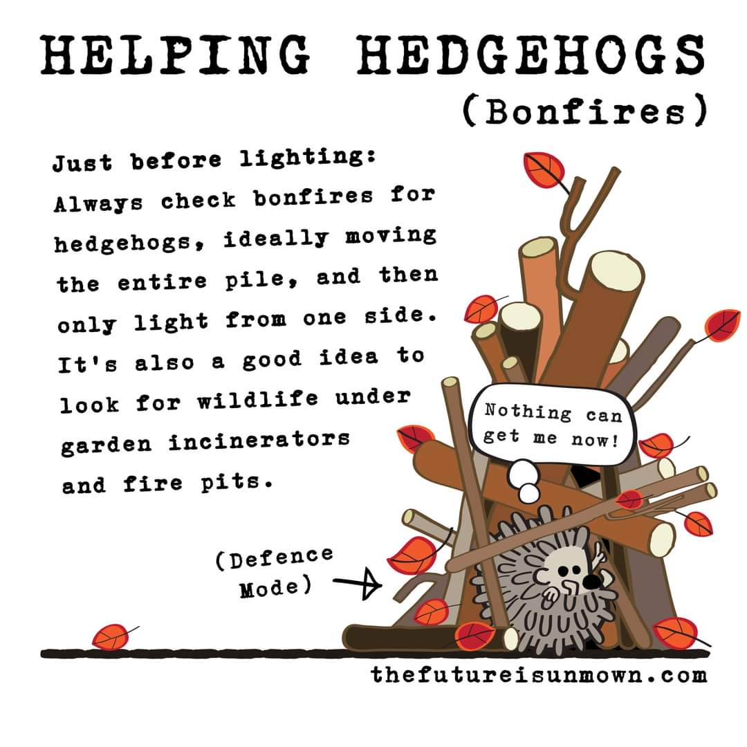 day 2.
How you can help.
Once you've made a highway to allow hedgehogs into your garden you need to make sure it's safe. 
One small step makes a huge difference. 

#HedgehogWeek
#HHH #charity #rescuerehabrelease #saveourhedgehogs #hedgehogrescue #nature #wildlife #endangered
