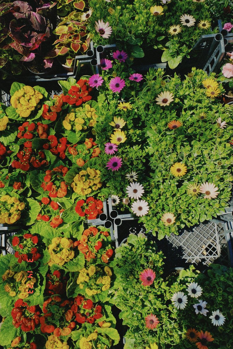 gördüğüm her çiçeğin fotoğrafını çekmezsem rahat edemem🫠