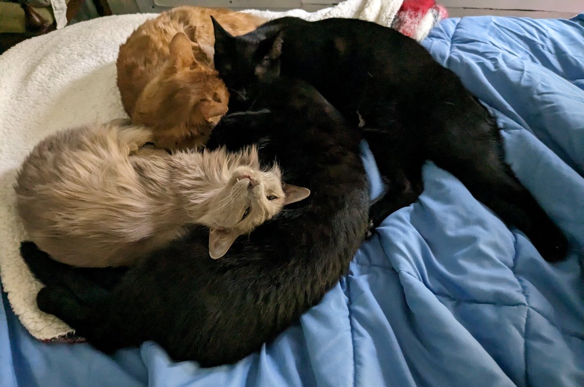 cooperandmaple's tweet photo. This cuddle puddle is turning into a spoon drawer https://t.co/XWsqlzfybb