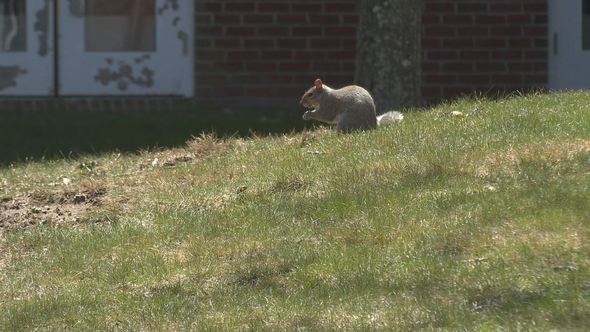 StackhouseNCME's tweet photo. Students at @unetweets are leading the way in studying one of Maine's most common animals, the gray squirrel. Tonight on @newscentermaine we're taking a closer look at #ProjectSquirrel and learning how students are tracking and analyzing these animals https://t.co/bqPtfLNPrb