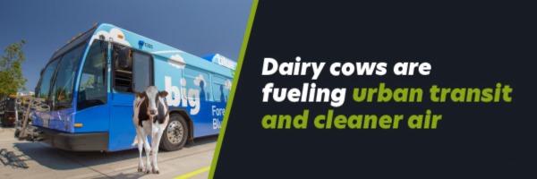 Dairy methane is being used to create #RenewableNaturalGas Replacing fossil fuel powered vehicles with RNG vehicles is providing significant benefits to communities across the state. RNG buses emit as much as 90% less NOx than diesel buses. #climatesmartag climatesmartagca.com/urban-transit