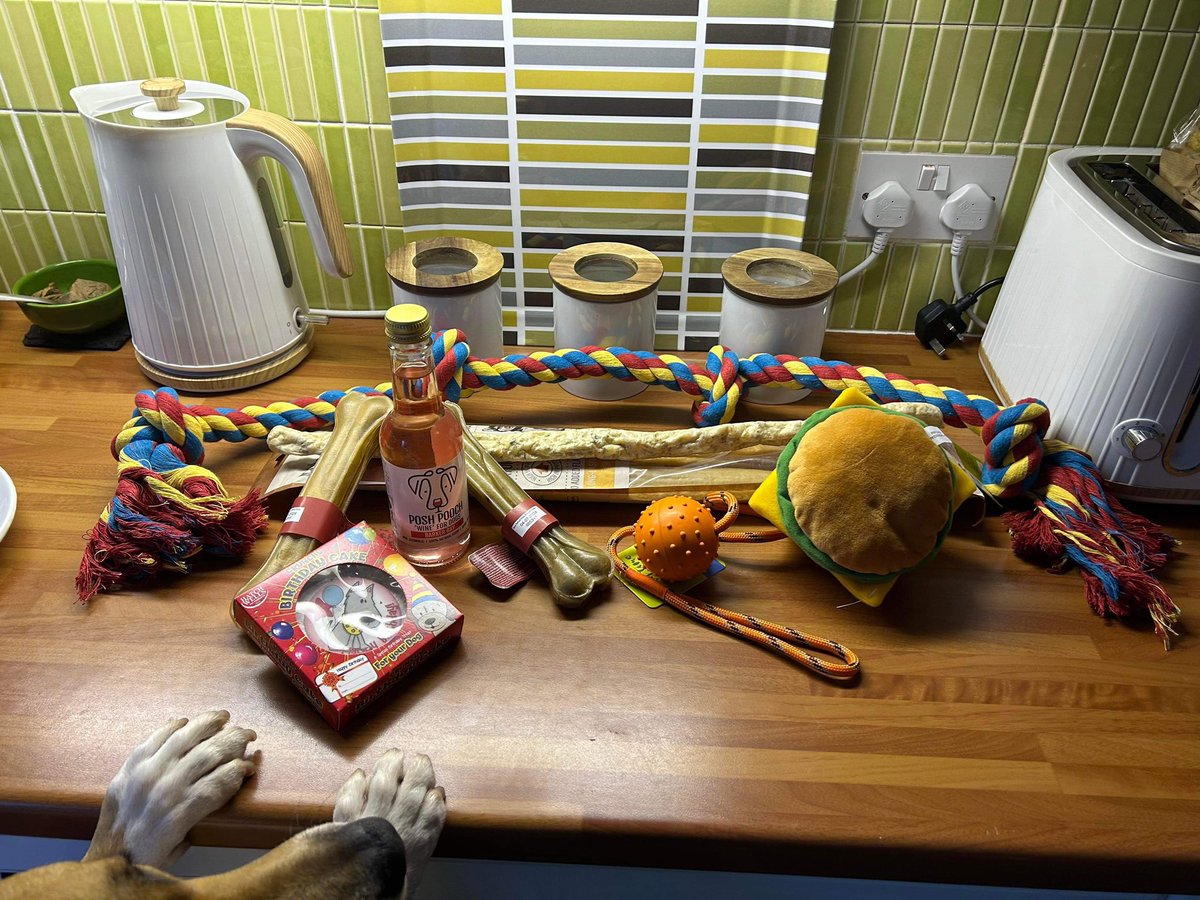 Lovely Louie celebrated his 4th birthday today. He was adopted last April and has clearly been enjoying every minute! 🤍🐾🎉