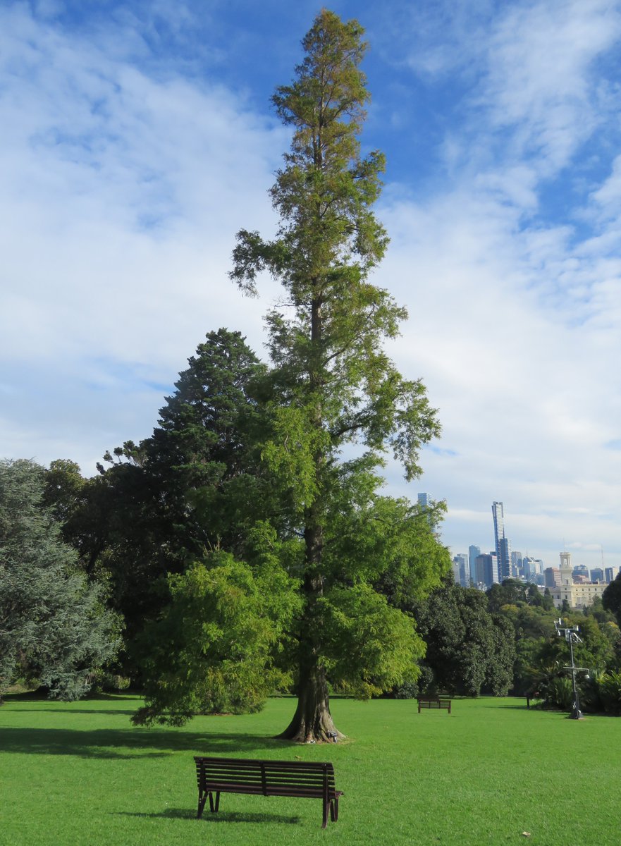 StuartWilliams_'s tweet photo. Metasequoia glyptostroboides (dawn redwood), an endangered deciduous conifer species from China, at Royal Botanic Gardens Melbourne. Grown from seed distributed by @ArnoldArboretum in 1948 following the trees "discovery"
#RBGMelbourne #TrustTrees #Metasequoia #Cupressaceae https://t.co/Cx3XfK35tZ