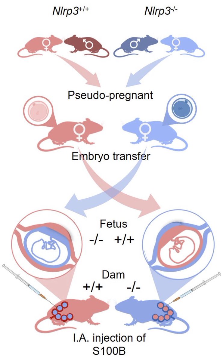 Alarmins in the amniotic cavity can trigger sterile inflammation and preterm birth. Our latest study delves into the mechanisms of this process, highlighting a crucial role of maternal and fetal NRLP3 signaling. Check it out here: bit.ly/3p1pyBW #NGLlab @nardhygomez