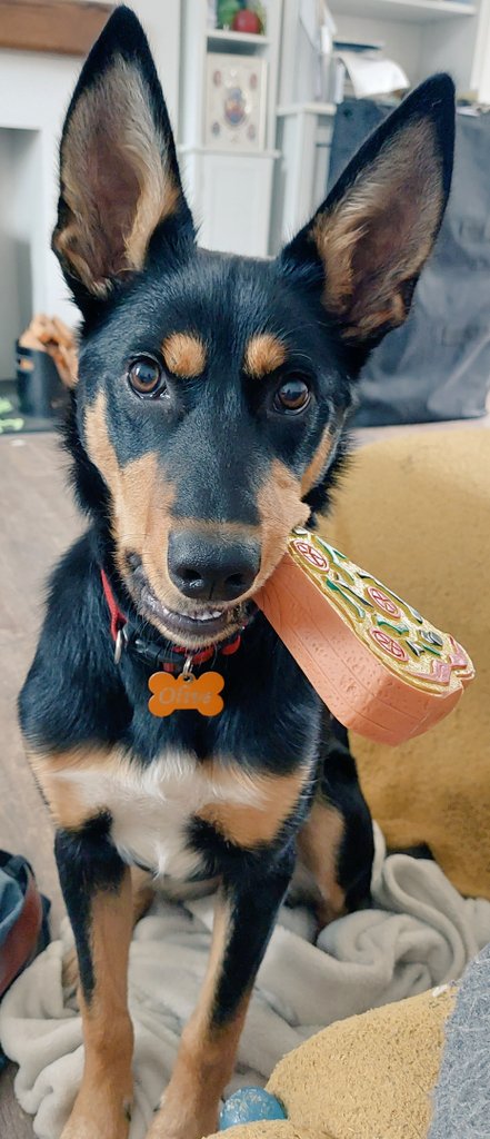 Is I good enough to take over from HuGo as recruit <a href="/ZombieSquadHQ/">ZombieSquadHQ💖💚🧡💚🩵©</a> ? I catches pizza reel gud #dogsoftwitter