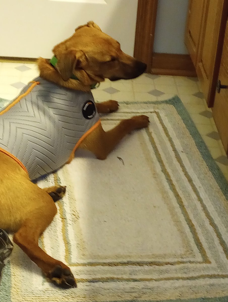 ThomWolfy's tweet photo. The 2 minute progression from when I tightened it more (had it loose to start with). Instant relaxation and falling asleep #thundershirt #puppy #noisesarescary #outsideisscary https://t.co/E7cHUKefjU