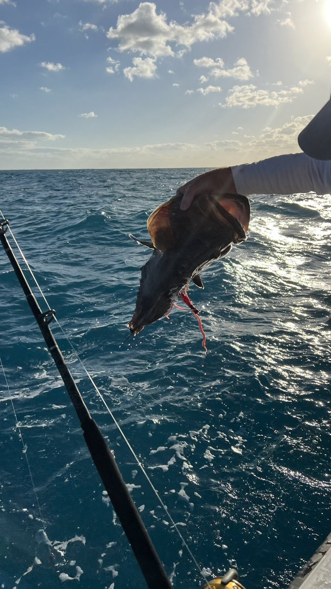 ChiefDogKevin's tweet photo. Opening day of grouper season, &amp; the tax man cometh! Within half hour of anchoring up,a large bull shark took his share..twice! They released a blue parrot fish and limited out on large yellowtail snapper in very bumpy sloppy seas.  #fishing #keywest #floridakeys #cookyourcatch https://t.co/SdLtX9i19z