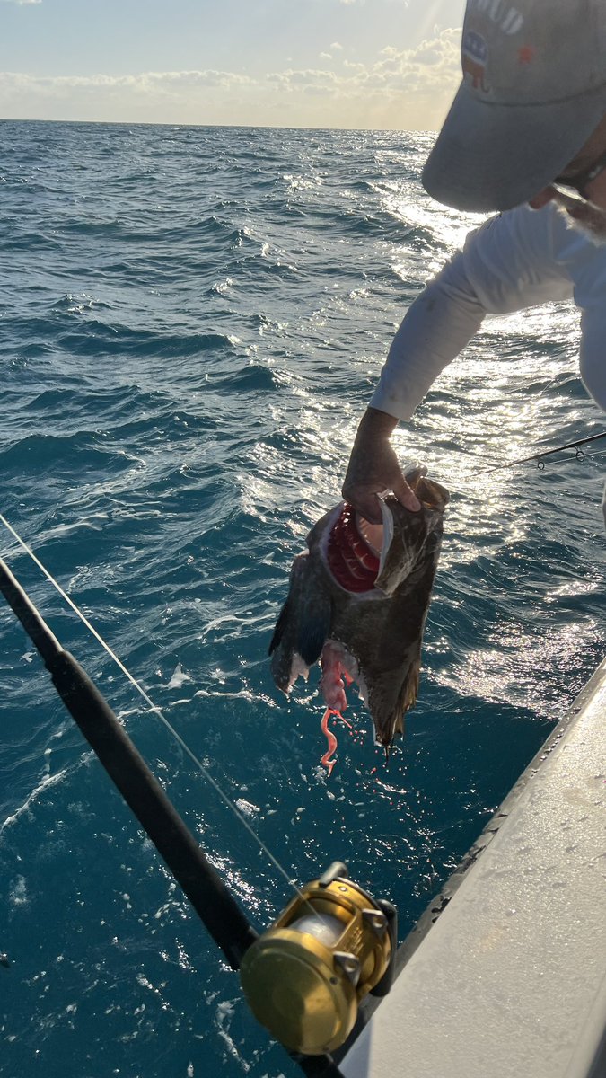 ChiefDogKevin's tweet photo. Opening day of grouper season, &amp; the tax man cometh! Within half hour of anchoring up,a large bull shark took his share..twice! They released a blue parrot fish and limited out on large yellowtail snapper in very bumpy sloppy seas.  #fishing #keywest #floridakeys #cookyourcatch https://t.co/SdLtX9i19z