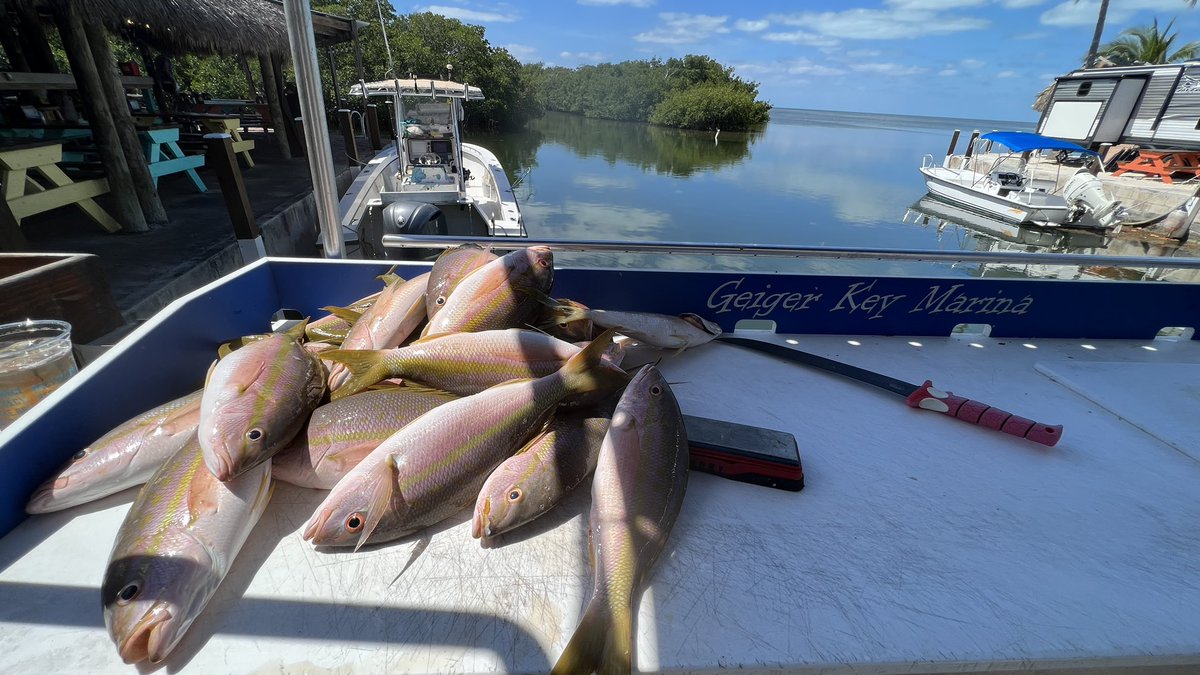ChiefDogKevin's tweet photo. Opening day of grouper season, &amp; the tax man cometh! Within half hour of anchoring up,a large bull shark took his share..twice! They released a blue parrot fish and limited out on large yellowtail snapper in very bumpy sloppy seas.  #fishing #keywest #floridakeys #cookyourcatch https://t.co/SdLtX9i19z