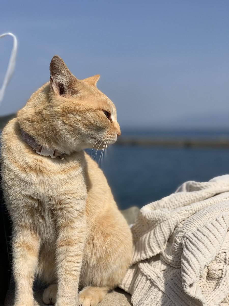 _worldneko's tweet photo. この子膝の上に乗ってくれたんですぅ！

in 相島

#ねこすきさんと繋がりたい 
#ねこすたぐらむ 
#猫好き  
#相島　#福岡市　#東区 https://t.co/fOQ8hurK4h