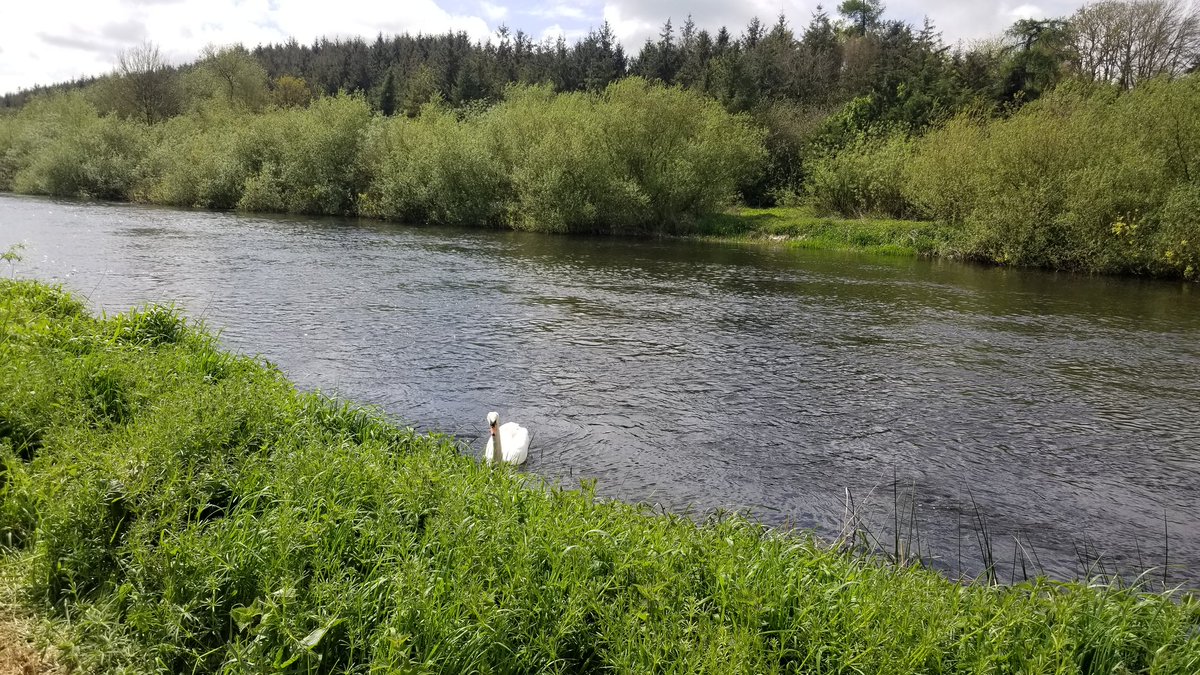 RiversIreland's tweet photo. Mighty River #Barrow, Co. #Carlow in Leighlinbridge. Beautiful spot๐๐ฆ
And how did you spend bank holiday weekend? Any river walks, activities?๐ฃ๐ง๐ฆข๐โโ๏ธ๐ดโโ๏ธ
#irishrivers https://t.co/AMGkavDFHN