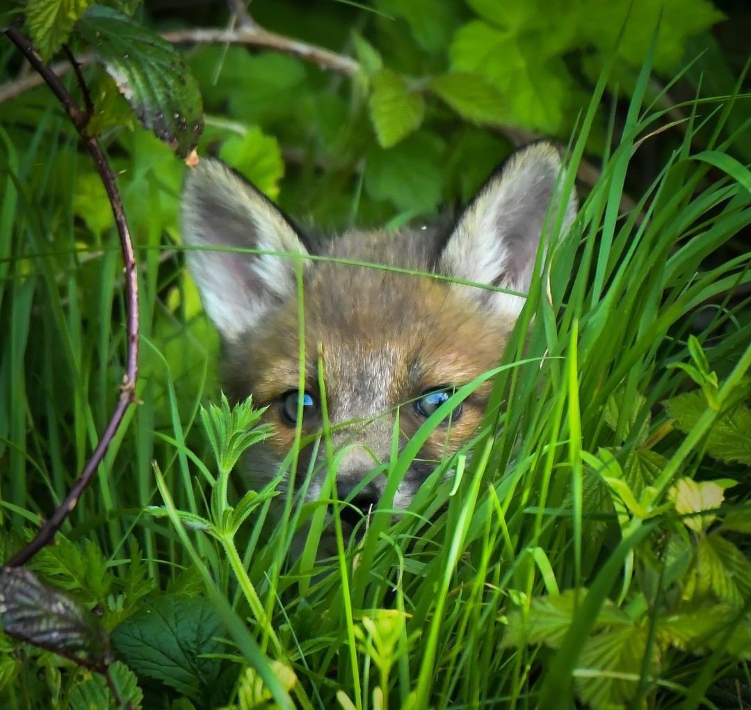 Hidden

#dailyfox