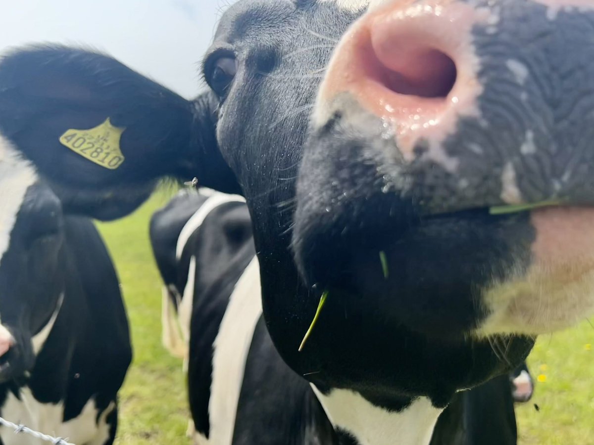 Company on my walks this weekend! 😂💙. #Norfolk #SouthNorfolk #Cow #Cows #farmphotography #farming #livestock #lovenorfolk #norfolklife #photography