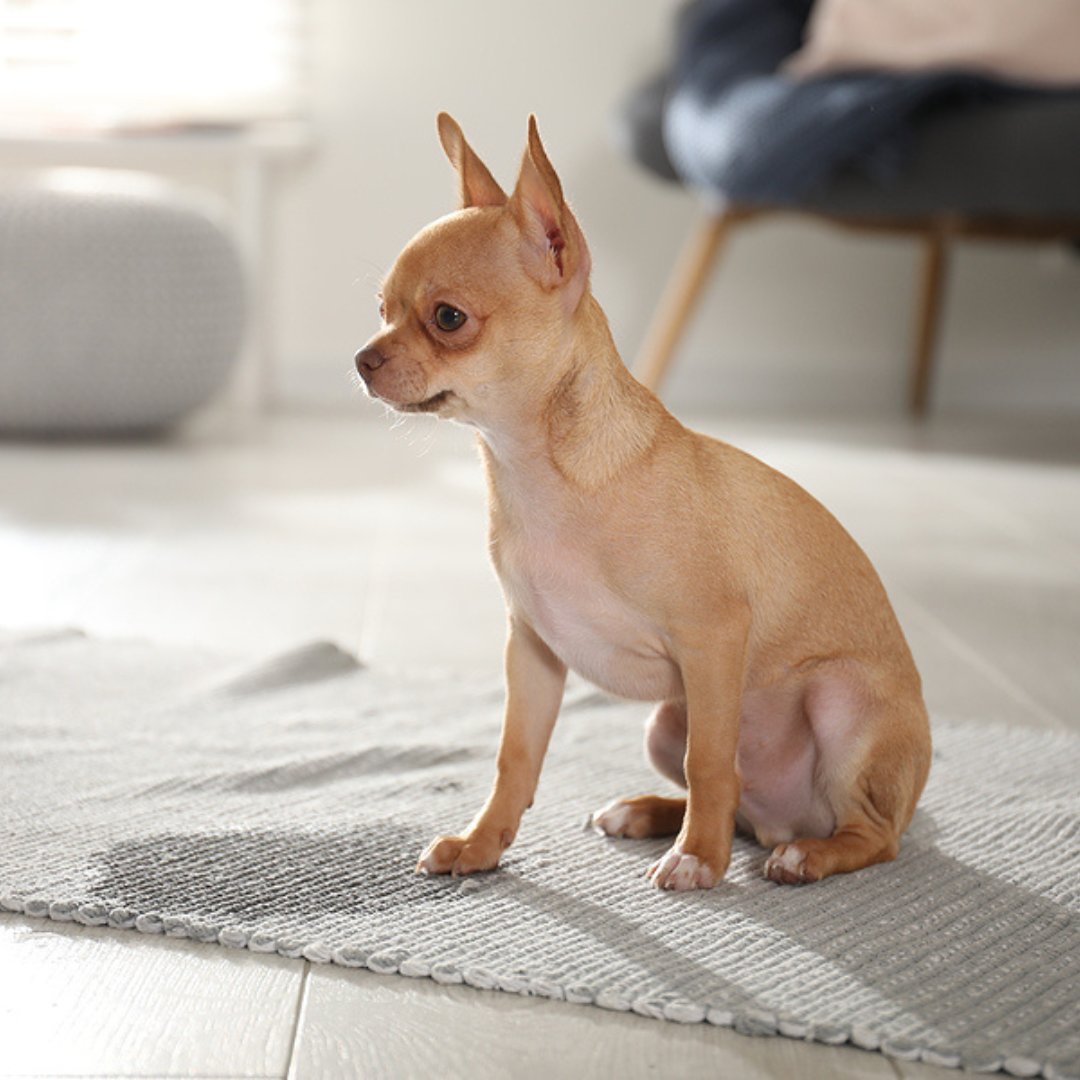 MagnaDryLaf's tweet photo. Pet urine penetrates the fibers of your carpet and contaminates both the backing of the carpet and the flooring material below the carpet. The next time your pet has an accident, contact us to sanitize and deodorize your carpet or rug. Find out more: https://t.co/t4yI34bwOB https://t.co/4mq1h4sSfB