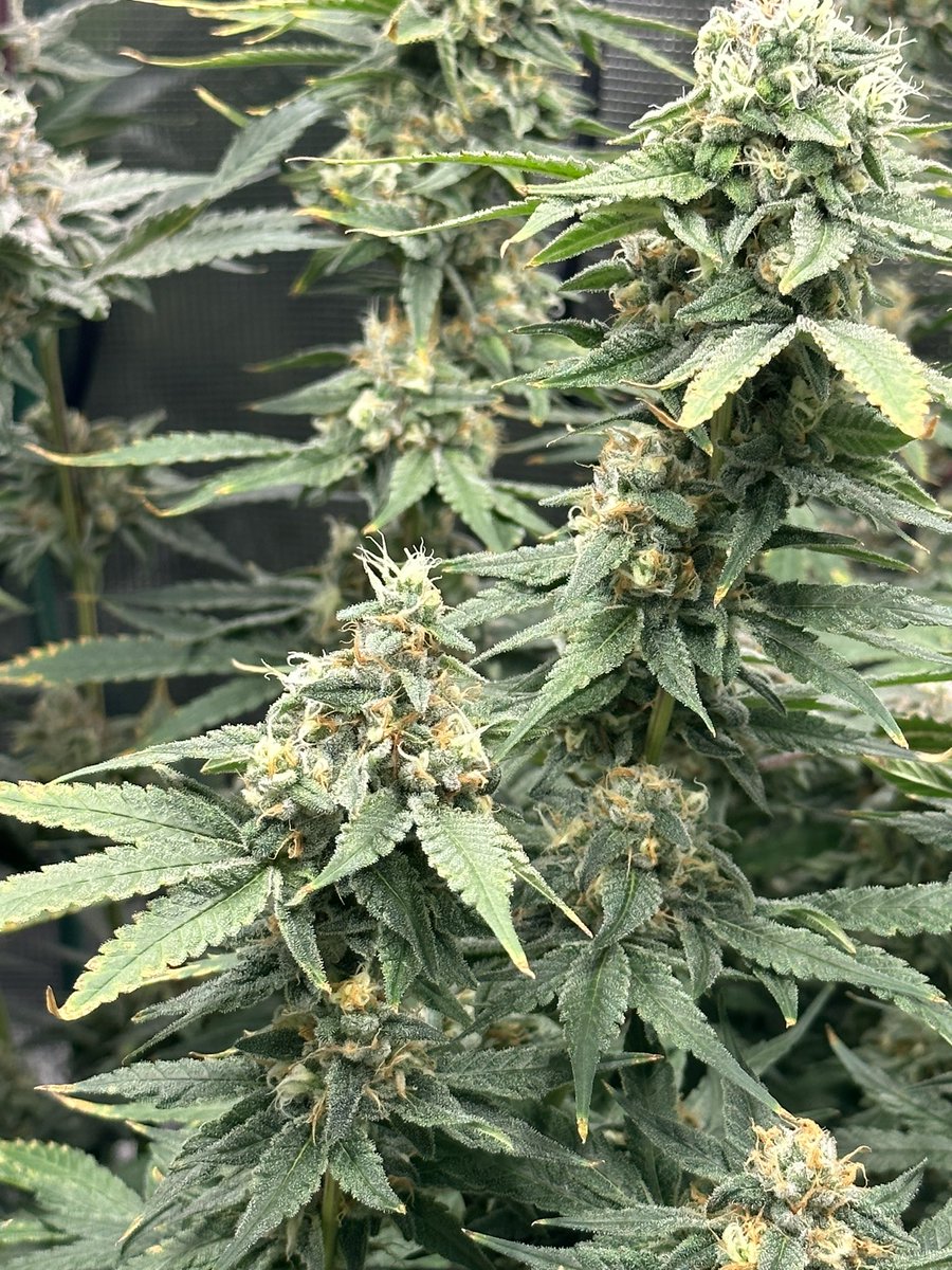 kushfruit's tweet photo. Blueberry Cherries by @cookiesseedbank moving into late flower. Only a few more weeks to go. 
#homegrow #cannabiscommunity #cannabisculture #cannabisgrower #growyourown #cannabislove #cannabisdaily #cannabisplants #weedporn #virginiacannabis #dmvcannabis #monter_farm https://t.co/c4sAqr3tiQ