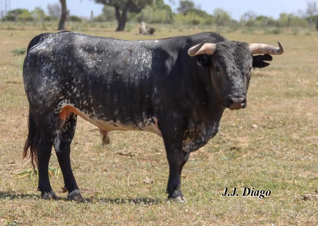 ‼️HONOR PARA EL BRAVO DE VERDAD‼️

"Choricero" n°63 de <a href="/MiuraGanaderia/">Miura</a> para mi el toro más bravo de la feria de Sevilla 2023.

📸-José Joaquín Diago.